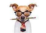 office worker businessman jack russell dog  as  boss and chef , with pencil or pen  in  mouth isolated on white background