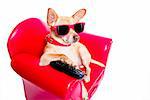 chihuahua dog watching tv or a movie sitting on a red sofa or couch  with remote control changing the channels