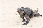 Iguana, a large lizard feeds on plant food, has a long scaly tail and clawed legs. Similar to a dinosaur, a lizard or dragon