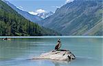 Kucherla lake. Big black cormorant sitting on a rock in the foreground. Altai Mountains, Russia. Sunny summer day.