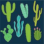 Various cactus plants in different shapes and shades of green.