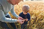Father and son in wheat field examining wheat, Lohja, Finland