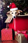 Dog in box, wearing Santa hat