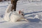 maine coone white cat in the wild winter and snow