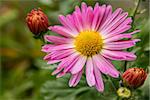 Aster amellus, the European Michaelmas-daisy colored flowers form a background or wallpaper of autumn style