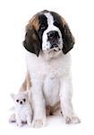 puppies chihuahua and saint bernard in front of white background