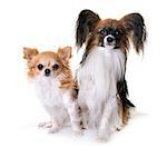 papillon dog and chihuahua in front of white background