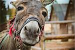 The donkey is close to the camera, the donkey's nose is close up. Toned soft focus