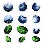 Blueberries, isolated hand-painted illustration on a white background