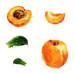 Apricot, isolated hand-painted illustration on a white background