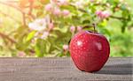 Red apple on a wooden table. Blooming apple orchard on a blurry background.
