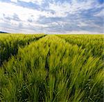 Evening landscape with green field in late springtime