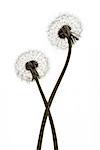 Two dandelions (seed head) on the white background.