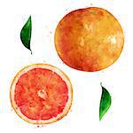 Grapefruit, isolated hand-painted illustration on a white background