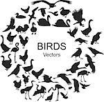 Collection of silhouettes of different species of birds. Vectors on white background