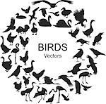 Collection of silhouettes of different species of birds. Vectors on white background