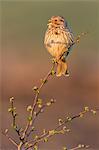 Corn bunting (Miliaria calandra) adult, calling, Kent, England, United Kingdom, Europe