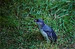 A Little Blue Penguin comes ashore to find its burrow for the night at Pilots Beach, Otago Peninsula, South Island, New Zealand, Pacific