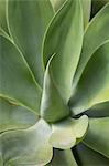 Detail of an Agave plant on the volcanic island of Fuerteventura, Canary Islands, Spain, Atlantic, Europe