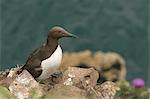 Guillemot on Skomer Island, Pembrokeshire, Wales, United Kingdom, Europe