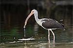 Juvenile white Ibis (Eudocimus albus) eating shrimp, United States of America, North America