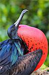 Male Great Frigatebird (Fregata minor) on Genovesa Island, Galapagos National Park, Ecuador, South America