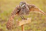 Burrowing Owl (Athene cunicularia) spreading wings in the rain, United States of America, North America