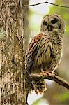 Barred Owl (Strix varia) sitting on a tree, United States of America, North America