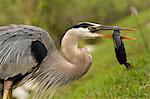 Portrait of Great Blue Heron (Ardea herodias) eating fish, United States of America, North America