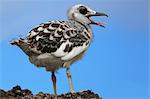 Baby Swallow-tailed Gull (Larus furcatus) on Genovesa island in Galapagos National Park, Ecuador, South America