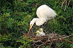 Great Egret (Ardea alba) in a nest with chicks, United States of America, North America