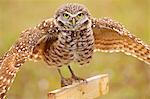 Burrowing Owl (Athene cunicularia) spreading wings in the rain, United States of America, North America