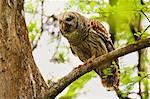 Barred Owl (Strix varia) sitting on a tree, United States of America, North America