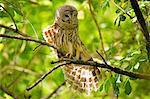 Barred Owl (Strix varia) stretching its wing, United States of America, North America