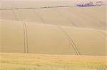 Rolling countryside of barley fields and farm and barn at Burdale near Fridaythorpe, Yorkshire Wolds, East Yorkshire, Yorkshire, England, United Kingdom, Europe