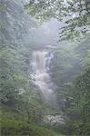 Misty conditions at Scaleber Force waterfall in Scaleber Wood, Settle, Ribblesdale, Yorkshire Dales, North Yorkshire, Yorkshire, England, United Kingdom, Europe
