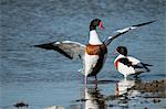 Close up of two Red Billed Ducks in a river, one spreading it's wings.