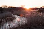 Landscape with small meandering river at sunset, sunlight filtering through reeds growing on riverbank, trees in the distance.