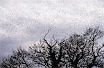 A murmuration of starlings, a spectacular aerobatic display of a large number of birds in flight at dusk over the treetops.