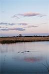 Two swans feeding with heads underwater at dusk on a marsh in a  wetland nature reserve.