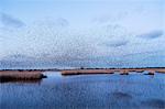 A murmuration of starlings, a spectacular aerobatic display of a large number of birds in flight at dusk over the countryside.