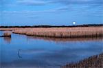 A full moon and water pool in a wetlands nature reserve, with reflections on the water surface of a large flock of birds in the air, a murmuration at dusk .