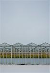 Greenhouse using LED lights, Made, Noord-Brabant, Netherlands