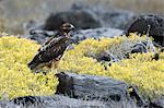 Galapagos hawk (Buteo galapagoensis) perched on rock, Espanola Island, Galapagos Islands, Ecuador