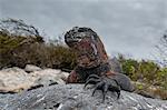 Marine Iguana (Amblyrhynchus cristatus) on coastal rock, Punta Suarez, Espanola Island, Galapagos Islands, Ecuador