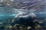 Galapagos sea lions (Zalophus californianus wollebaeki), underwater shot, Santa Fe Island, Galapagos Islands, Ecuador