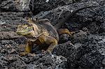 Land Iguana (Conolophus subcristatus) on rocks, South Plaza Island, Galapagos Islands, Ecuador