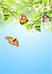 Flowers of apple and monarch butterflies (Danaus plexippus, Nymphalidae). On blue sky background. Copy space for your text