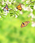 Flowers of apple and monarch butterflies (Danaus plexippus, Nymphalidae). On green background. Copy space for your text