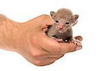 Cute little Peterbald cat kitten on the human's hands, isolated on white